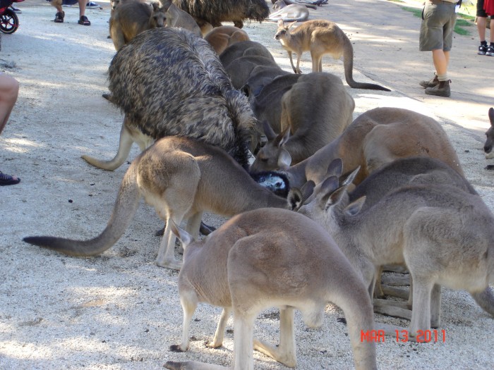 Kangaroos at the Corumbin sanctuary on the Gold Coast