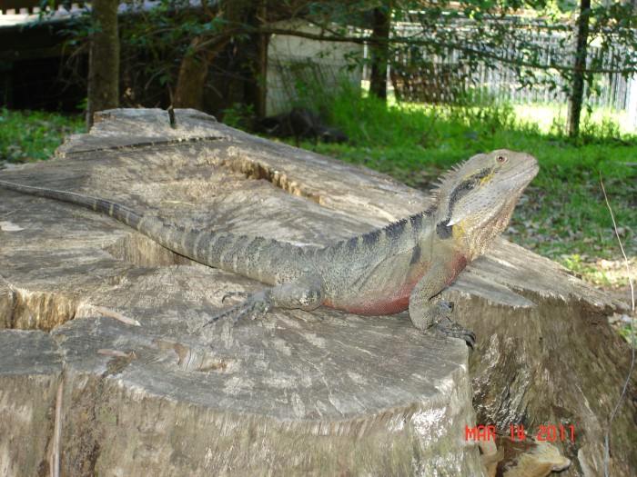 Nice goanna!