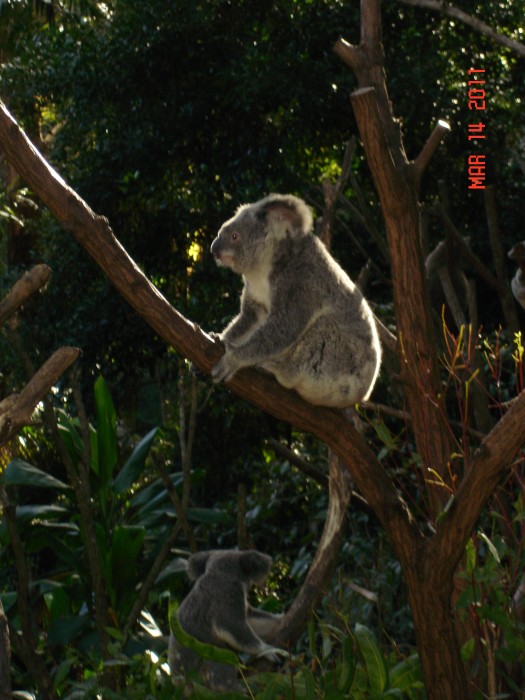 Nice Koala!