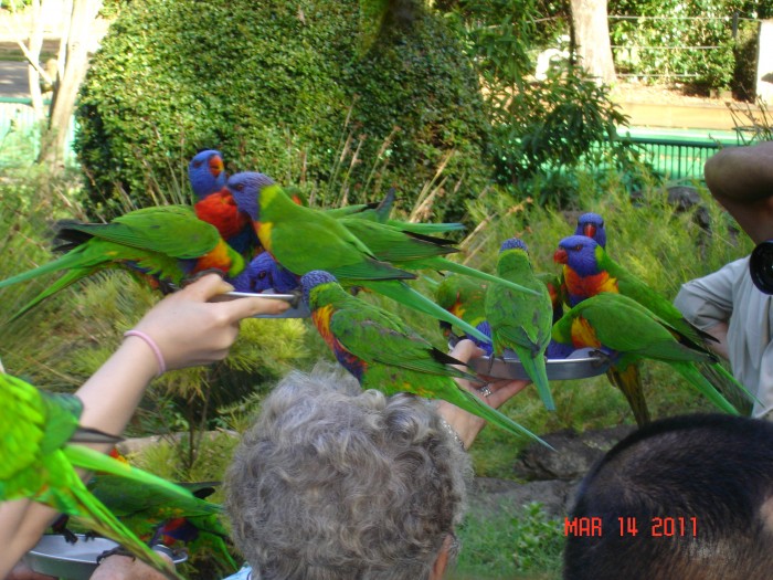 Nice Rainbow lorakeets!