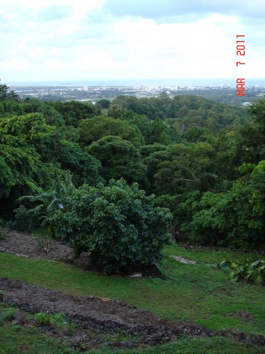 The view from the veranda.  The lot is terraced with basalt boulders.  Avacado tree, bannanas, basil peppers, etc.