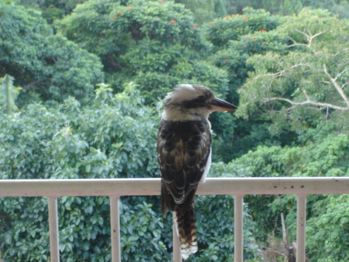 Kookaburra enjoying the view.