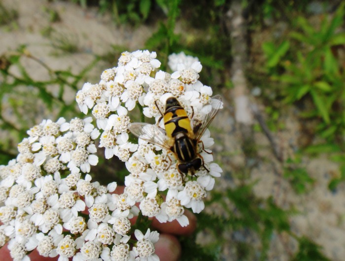 Some good bugs were found too. Should have got a picture of the longhorn beetle