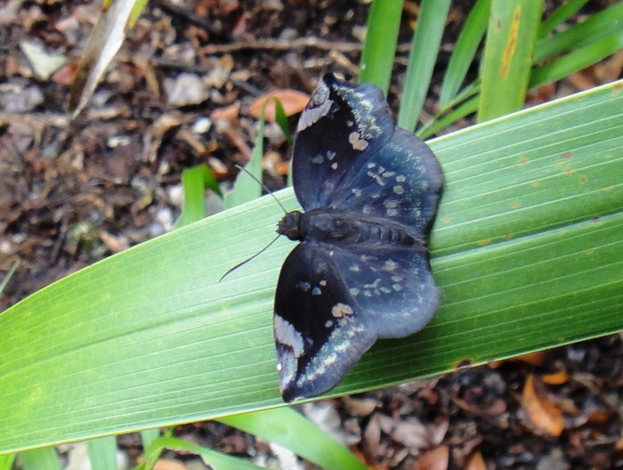 Cool Butterflies