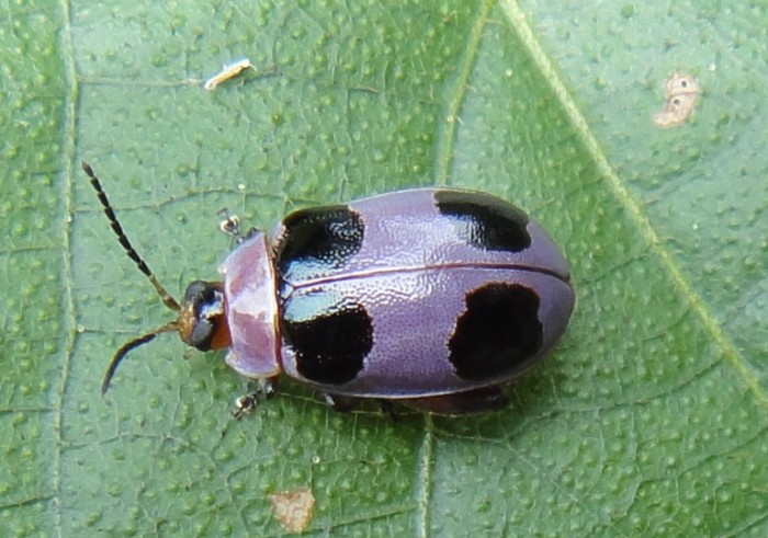 Purple Chrysomelid