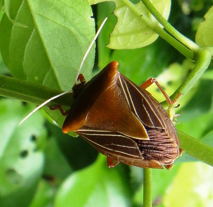 Stink Bug