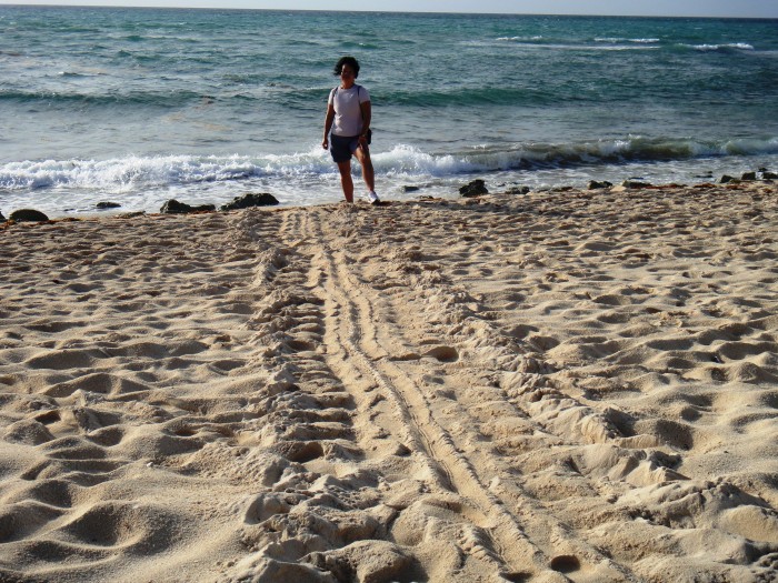 Tortuga Tracks in the morning