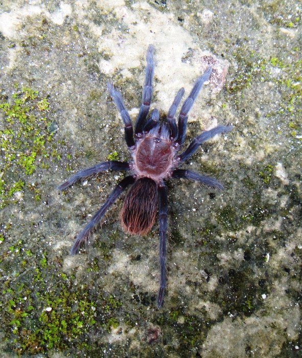 Tarantula