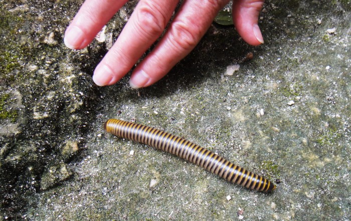 Millipedes