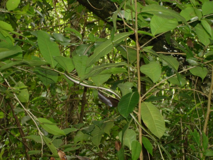 Tree snake at the Gardens