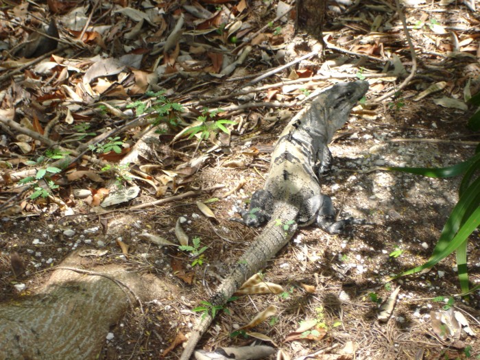 Lots of these small lizards where we stayed.  This guy would be about 20 to 24 inches.