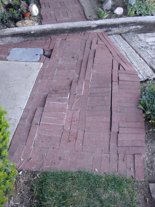 The maple roots disturbed the bricks in the back walkway.