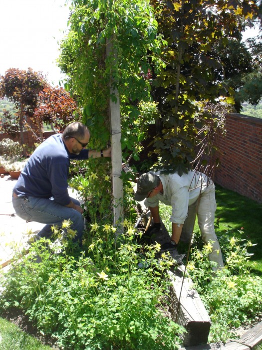 Our trellis was falling down so we got an engineer (Dave) to help stablize it.