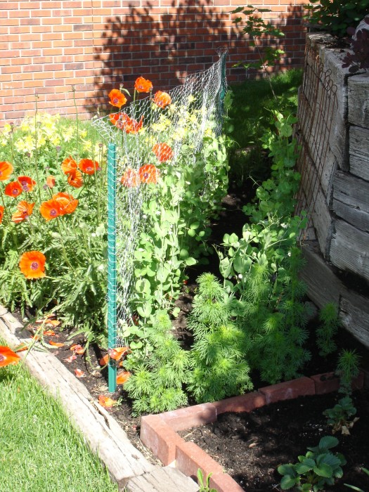 We had already planted peas by the poppies.