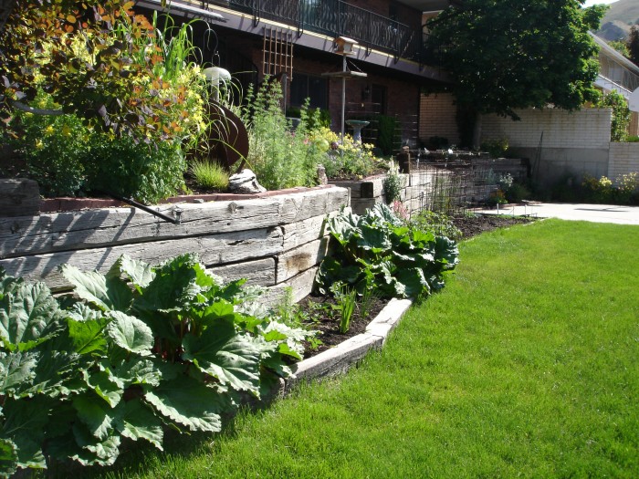 We have lots of ruhbarb and most of the tomatoes are in the lower garden.