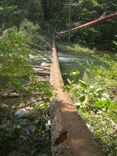 Dropped a great big Doug fir across the river to make an access bridge.