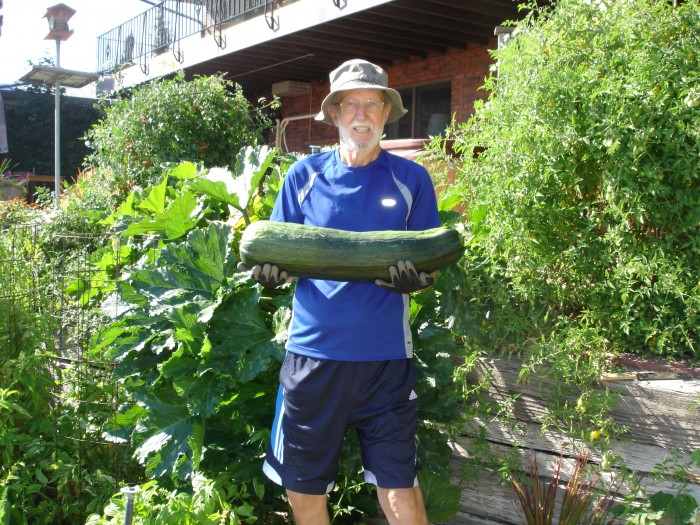 This is my prize zucchinni.  It is 25 inches long and weighs 17 pounds.  It was no bigger than a golf course pencil on August 21, and picked on September 13, 23 days.  An inch and about 0.7 pounds per day!