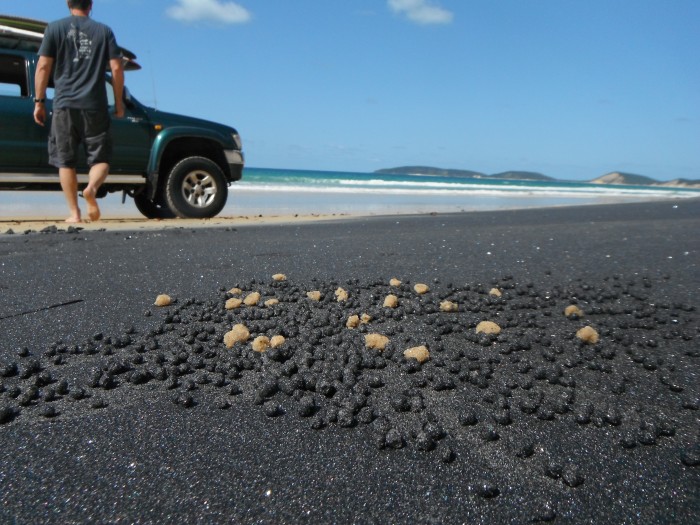 the crabs were loving this ilmenite at the coloured sands