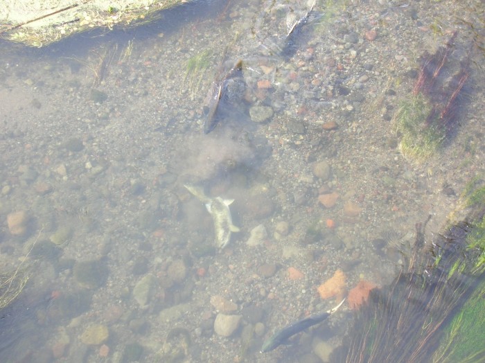 A female fanning the gravel in preparation for spawning, attended by an older female (with white tail) and two males (all fish in the 5-7 kg range)