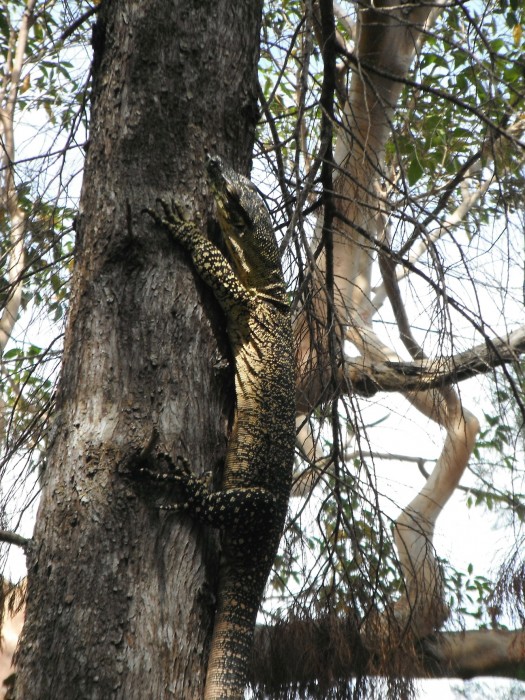 Goanna!