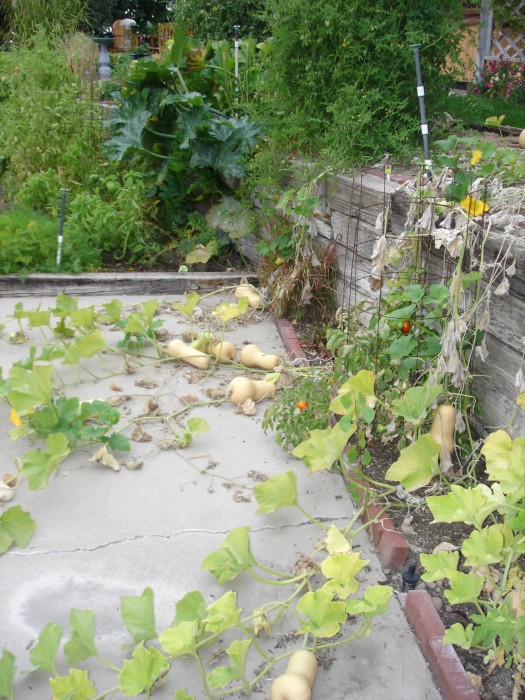 I think we put 20 butternut squash away!