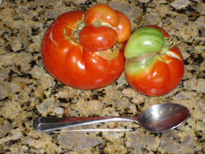 These are two of the &quot;hybred&quot; mutant tomatoes Chris and Ada thought would be good.  Too much irradiation!