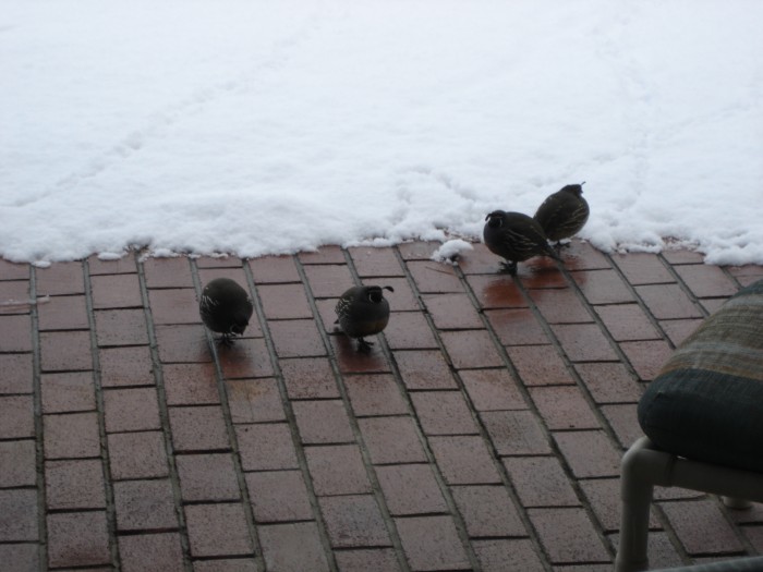 The quail took refuge under our deck....