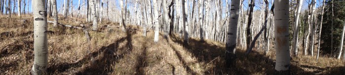 Aspen Panorama