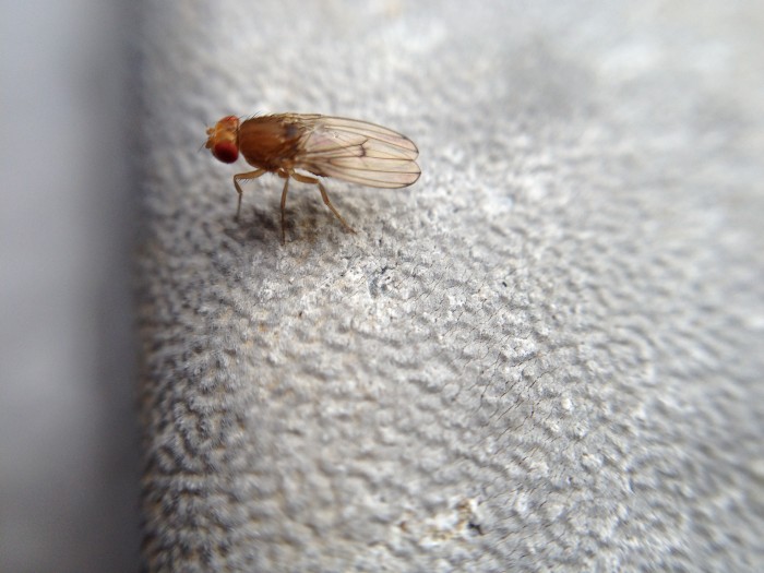 fruit fly by the compost