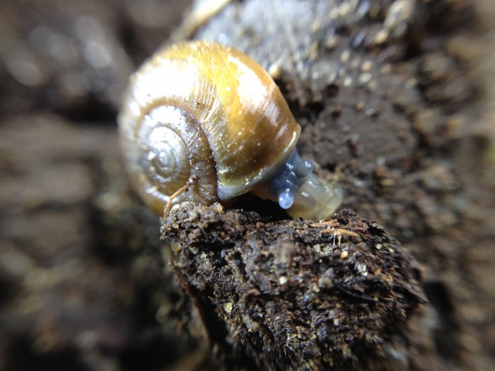 snail