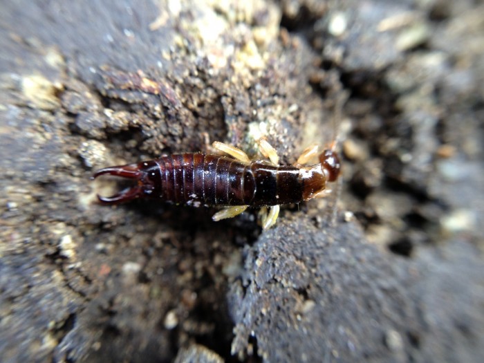 earwig