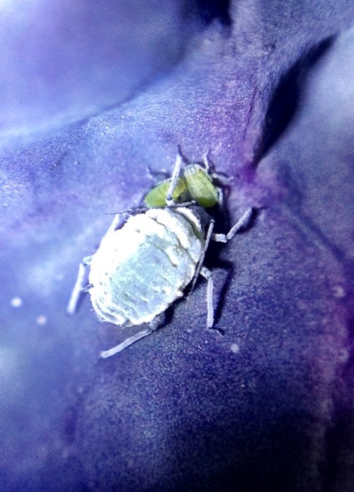 Aphids on the cabbage