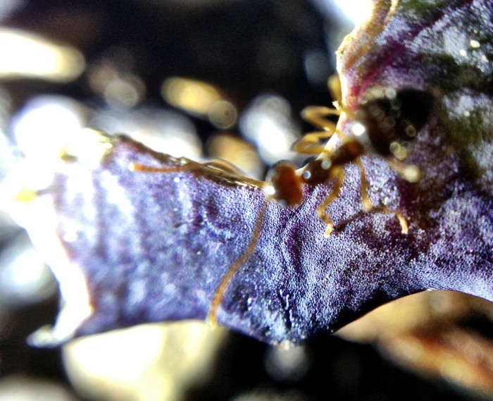 A fuzzy ant but I like how you can see the cabbage cells.