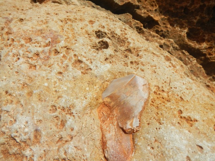 Magalodon tooth in the rocks near our camp. Max dimension is about 80mm. Glad this thing was not chomping on our boat