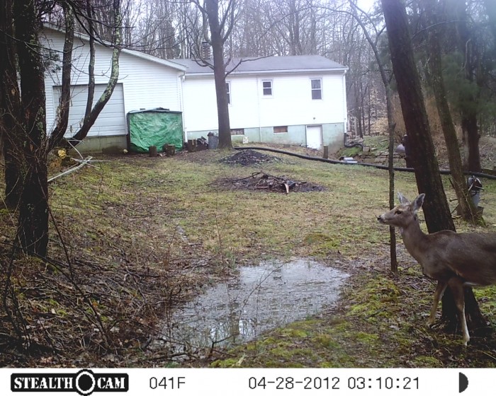 trail cam 3-2013.jpg