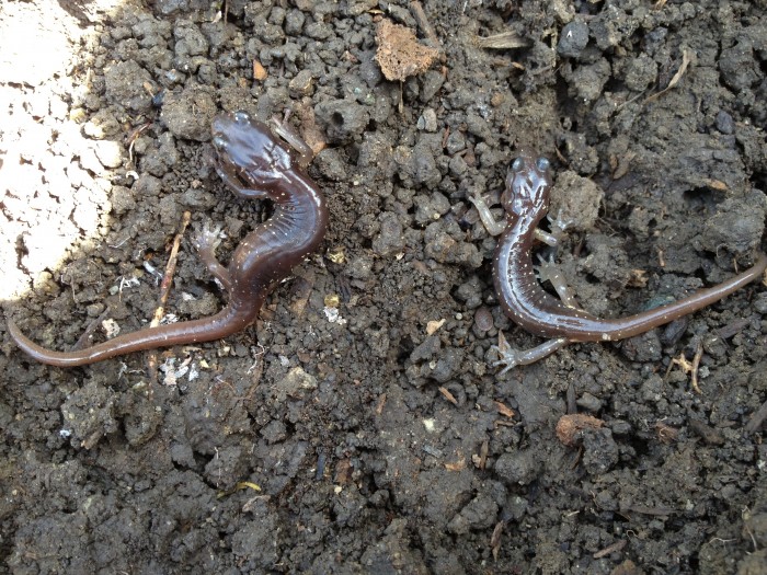 2 Arboreal Salamanders