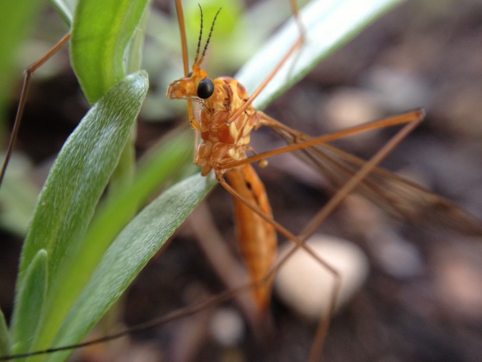 mosquito hawk