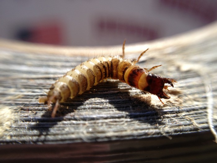 is this a termite.  i find a lot of them in the soil