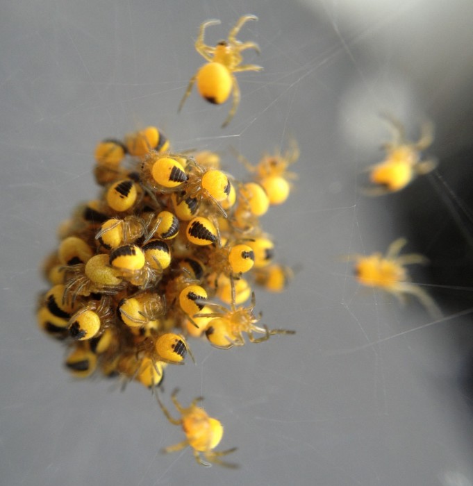 ball of baby garden spiders