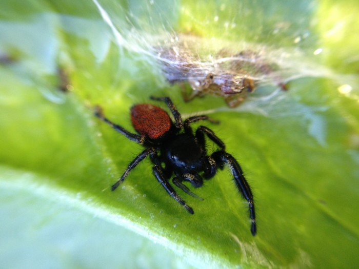 this guy was living on a spinach leaf and almost ended up in the salad