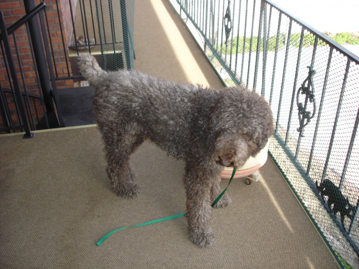 He could hardly see out!  But at Dave's house, the thick coat came in handy through the winter.