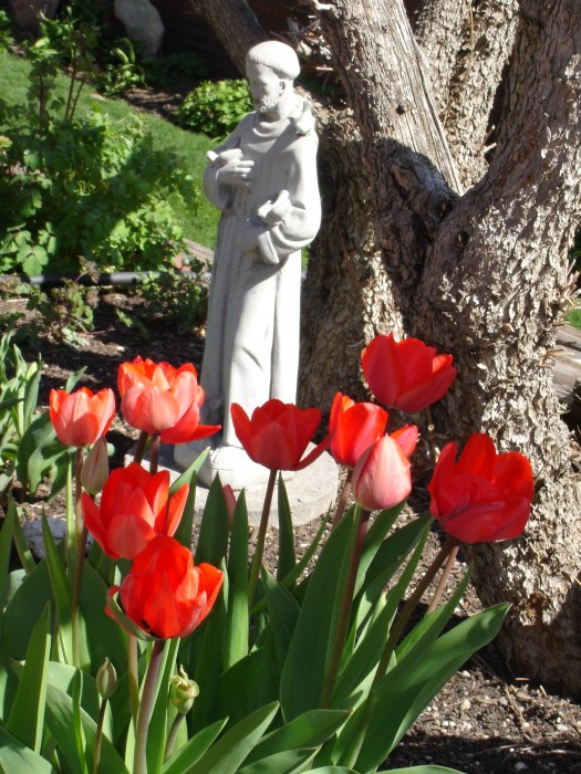 St. Francis feeding the silver sparrows!