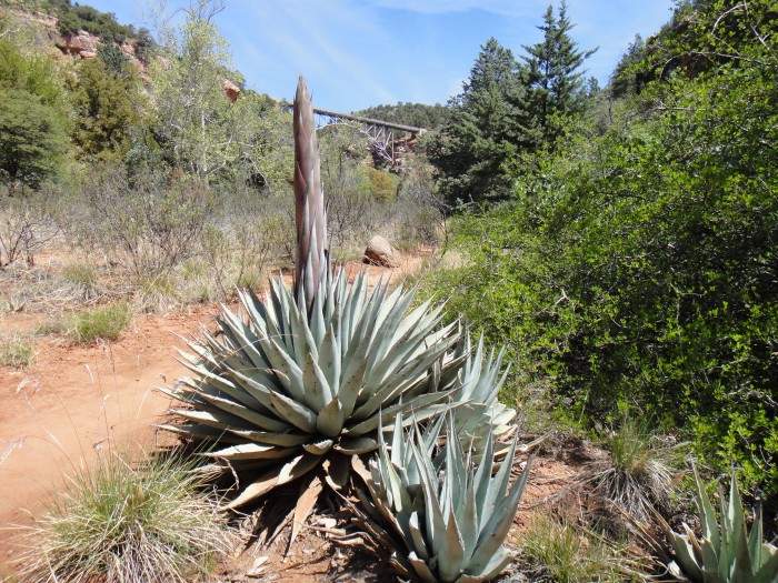 Arizona Oak Creek Yucca.JPG