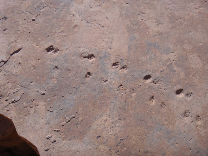 Tracks in Sandstone at Grand Canyon on Kaibab Trail