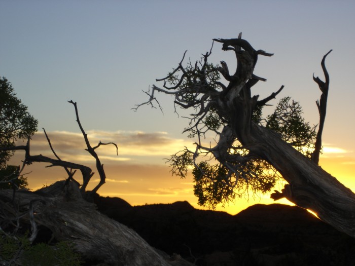 Artists always take a picture of the sunset with dead trees in the foreground!