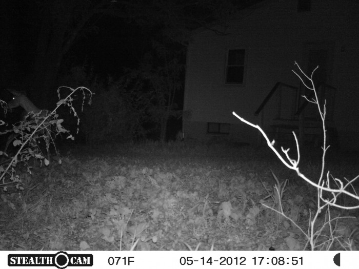 Doe at house.JPG