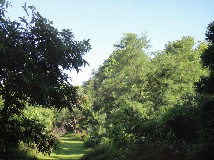 Trail from the house to the corn field