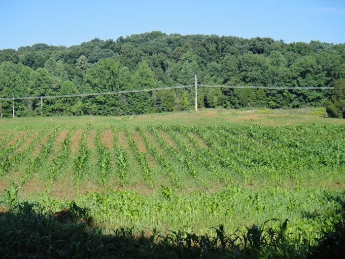 Corn in need of glyphosate