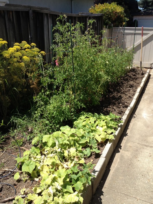 The hot weather has been good for the tomatoes