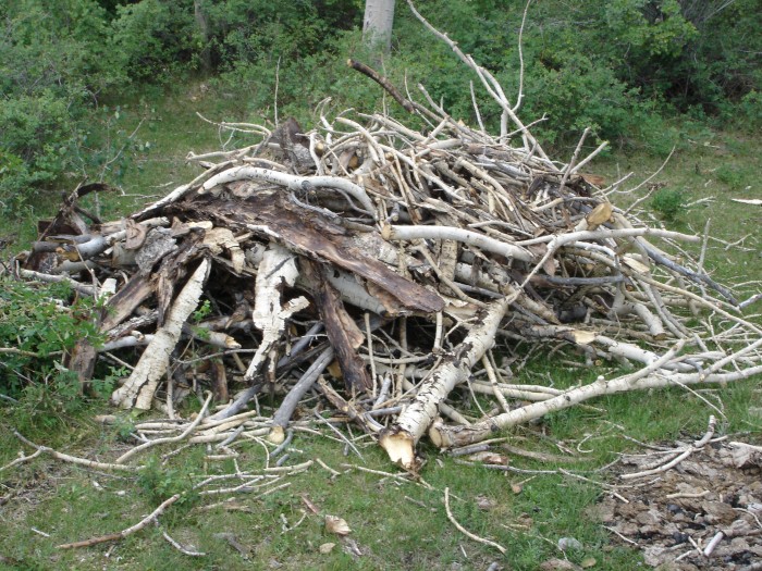 The lodge of the Upland Beaver